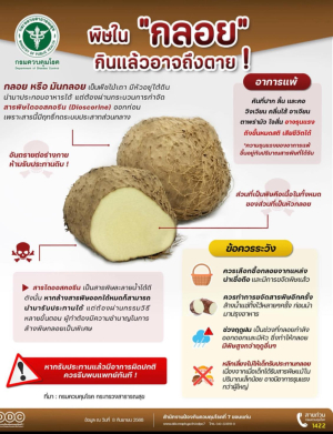 กลอย หรือมันกลอย เป็นพืชไม่เถา มีหัวอยู่ใต้ดิน นำมาประกอบอาหารได้ แต่ต้องผ่านกระบวนการกำจัด สารพิษ (ไดออสคอรีน) (Dioscorine) ออกก่อน